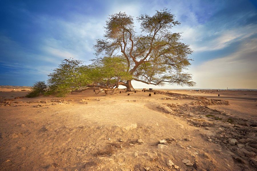 Tree of Life, Bahrain &mdash; Bahrain Transit Tour